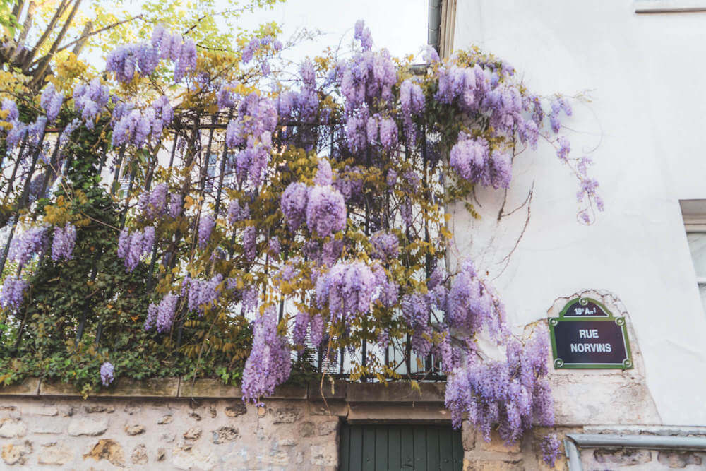 Wisteria in Montmartre, Paris