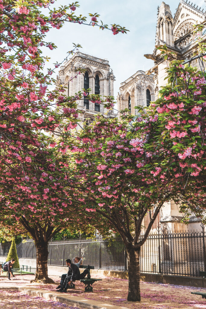 Cherry blossom trees in front of the Notre Dame Cathedral in Paris