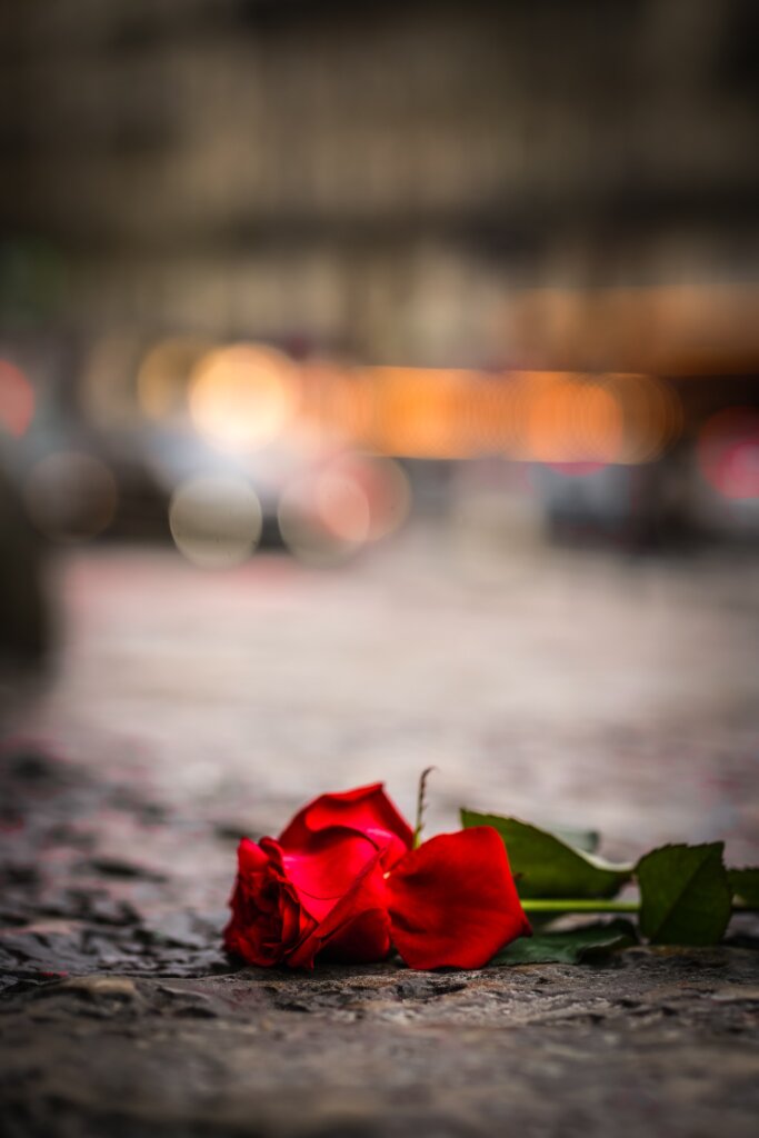 Red rose on the ground