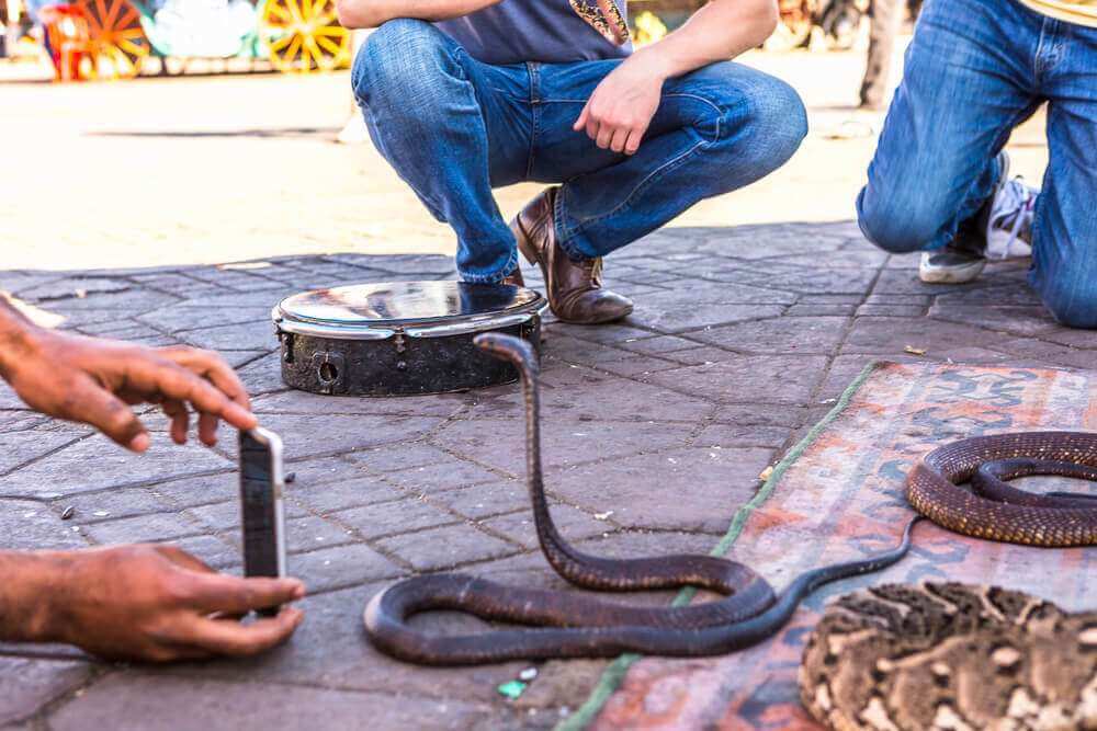 Snake in Marrakech, Morocco