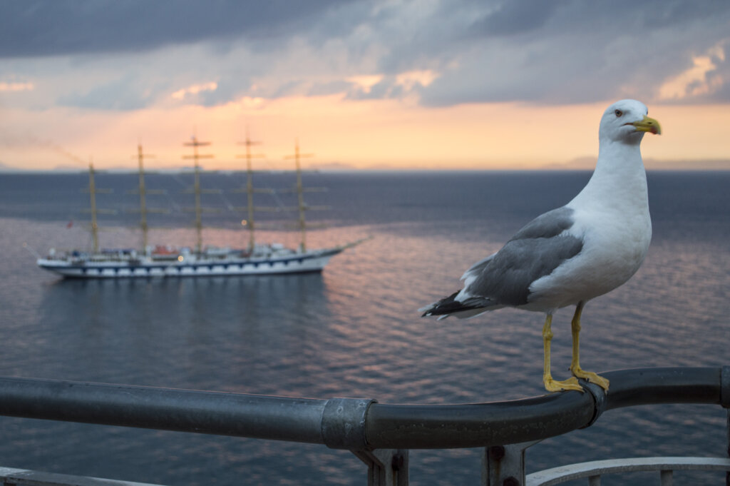 Seagull on a ledge in Sorrento at sunet