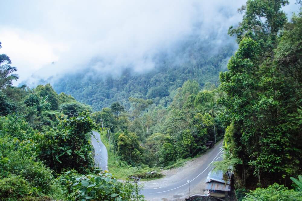 Winding green road in Sulawesi