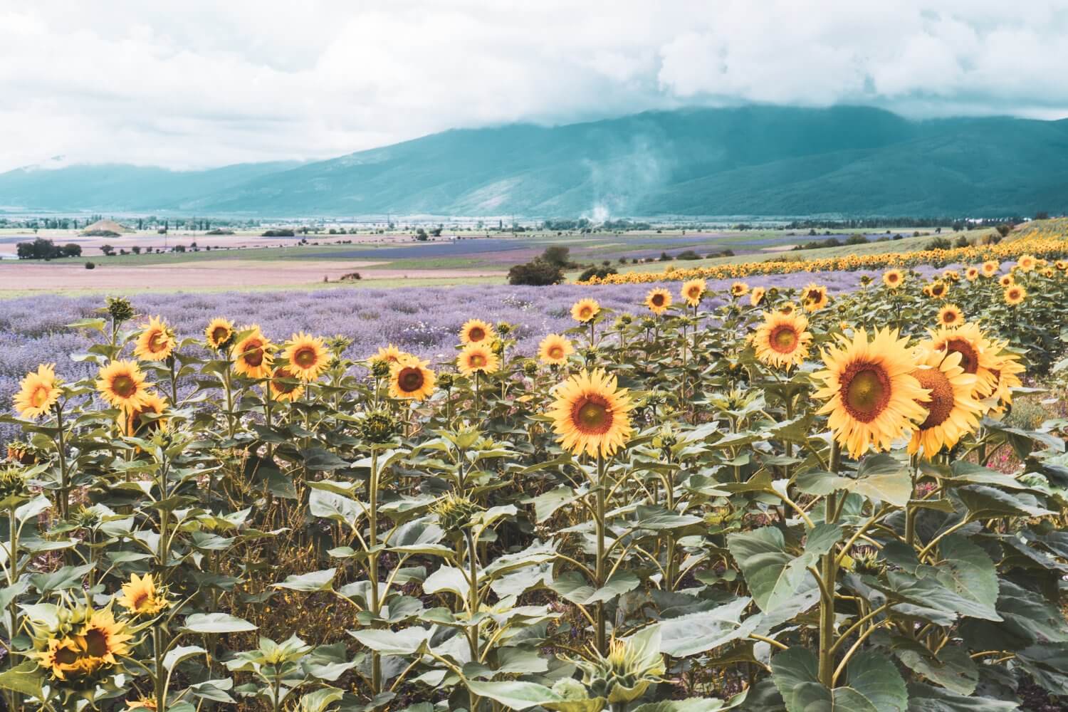 Sunflower and lavender fields in Bulgaria