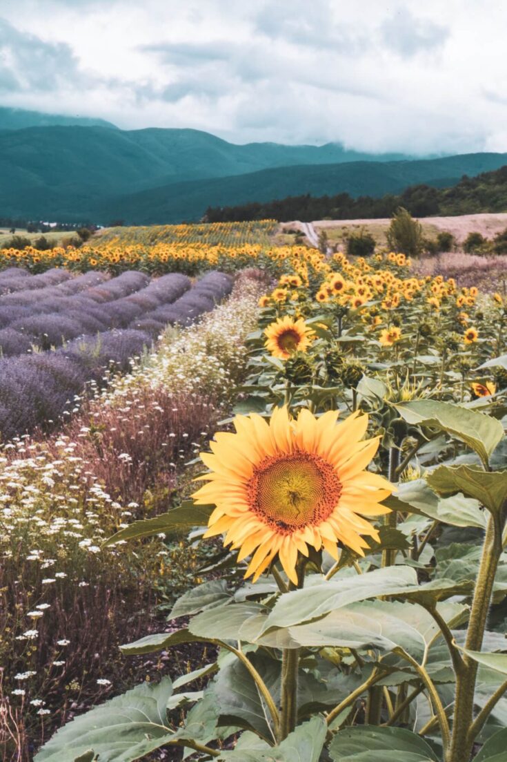 Incredible lavender and sunflower fields in Bulgaria near Buzludzha