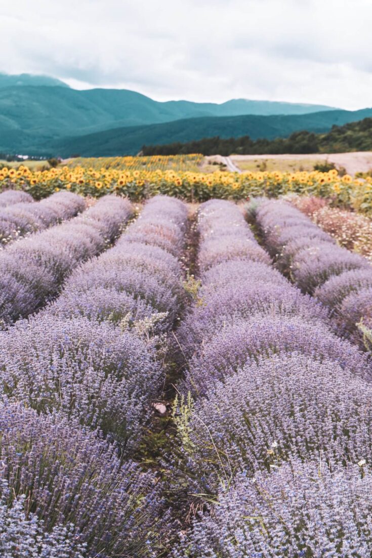 Incredible lavender and sunflower fields in Bulgaria near Buzludzha