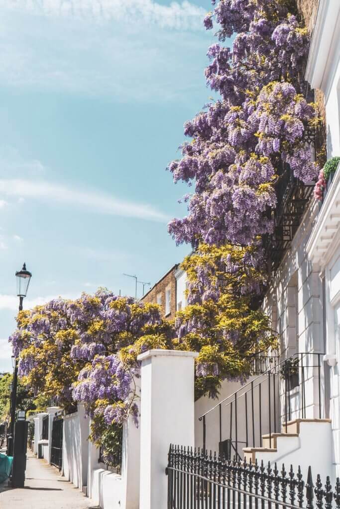 Wisteria in London