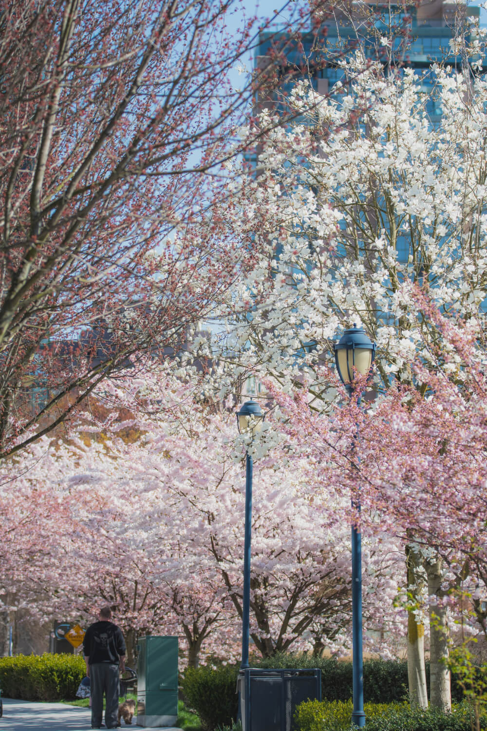 Vancouver Cherry Blossom Festival, Top 10 Places To See the Cherry Blossom in Vancouver 2021