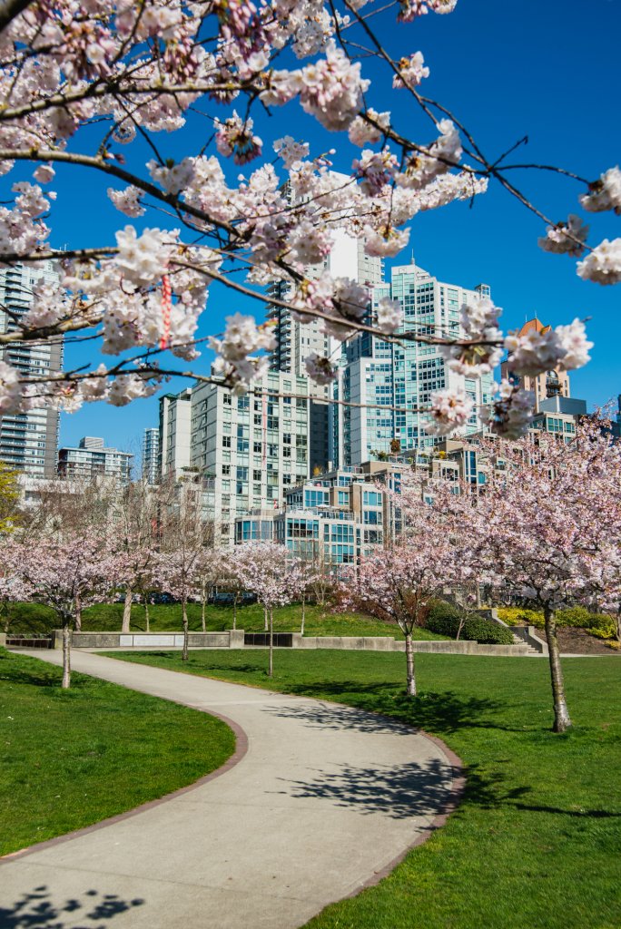 Vancouver Cherry Blossom Festival, Top 10 Places To See the Cherry Blossom in Vancouver 2021