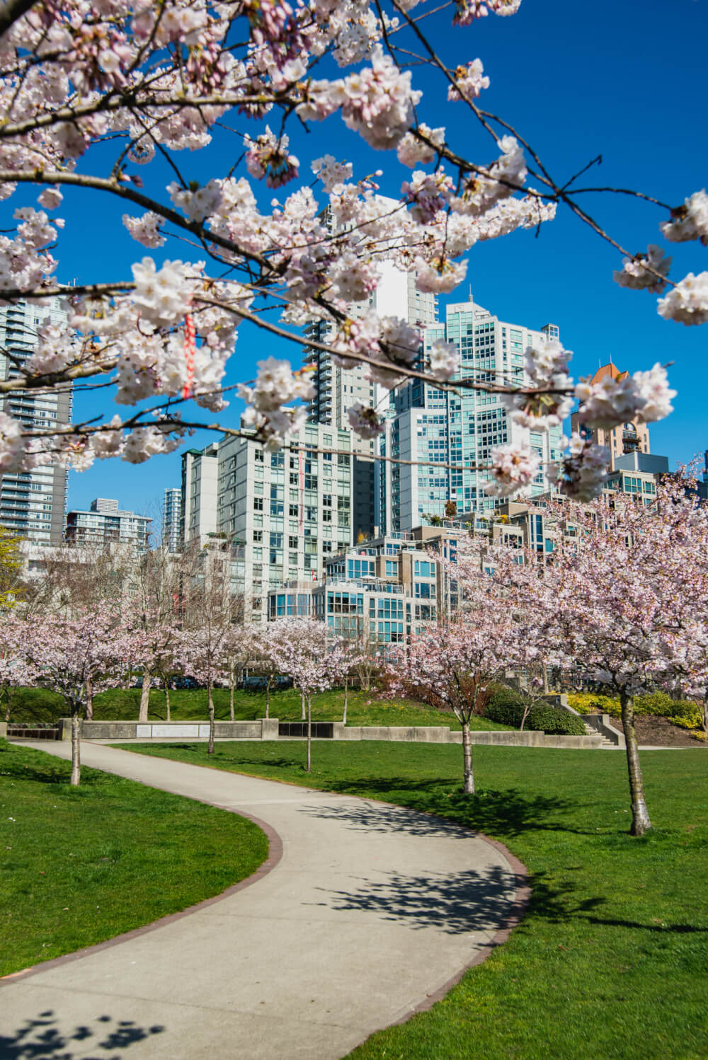 Cherry Blossoms in Vancouver 2024 Where to Take the Best Photos!