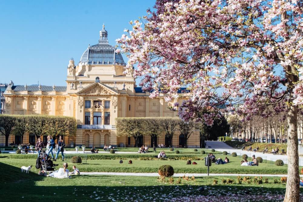 Magnolia tree in bloom at King Tomislav Square