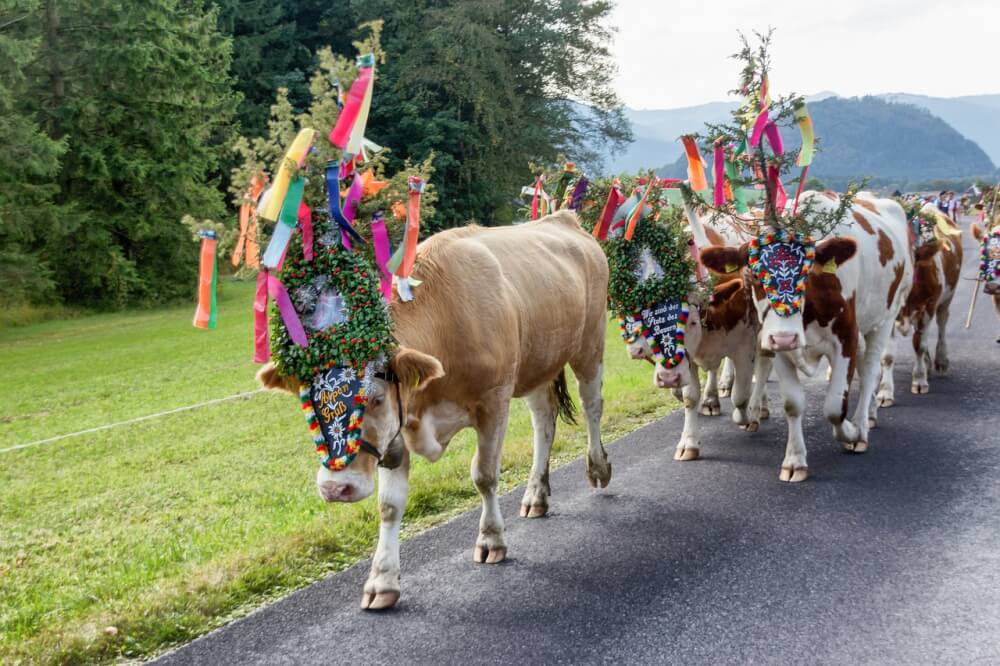 Cows coming home from the Alps