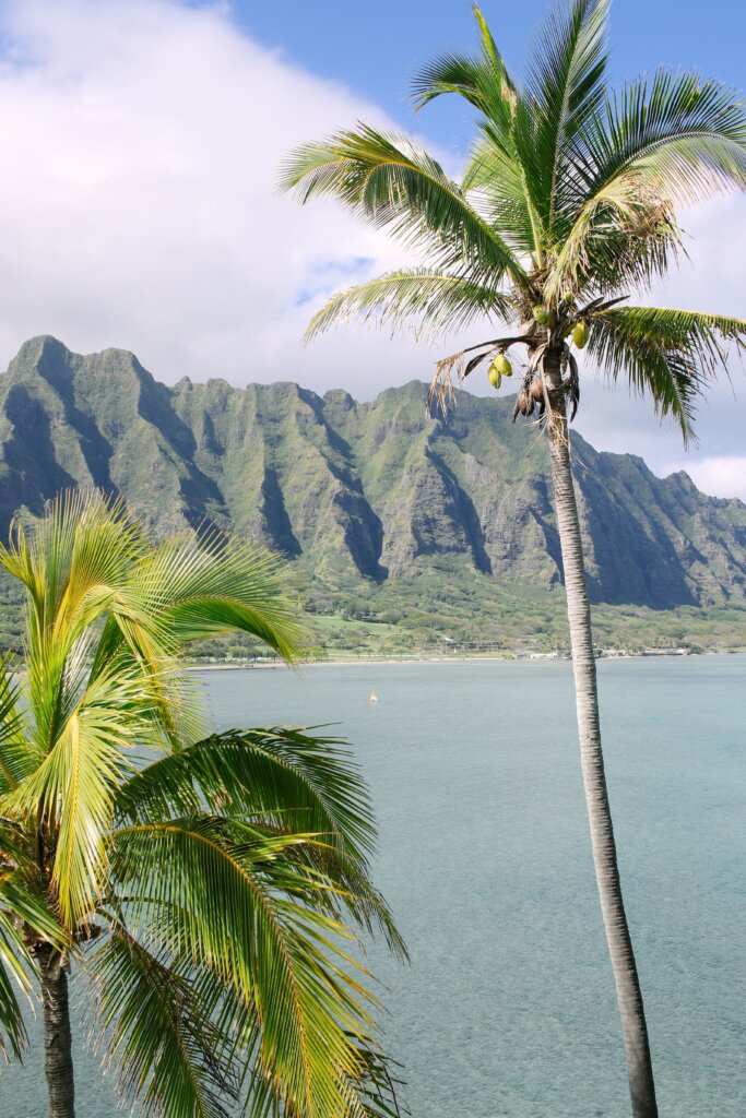 A coconut, palm tree towering over a pristine ocean on a sunny day. 