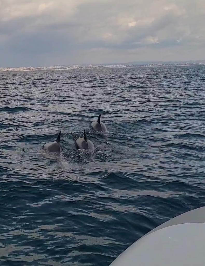 Three dolphins swimming in Albufeira