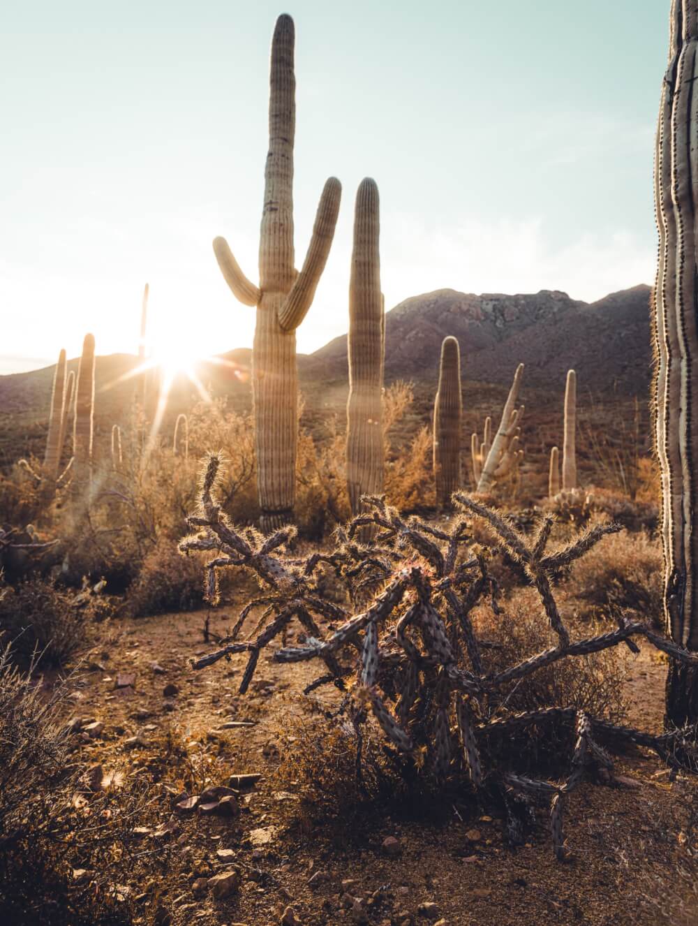 A view of towering cacti, arid vegetation, and rocky hills in the background with the sun pressing down. 