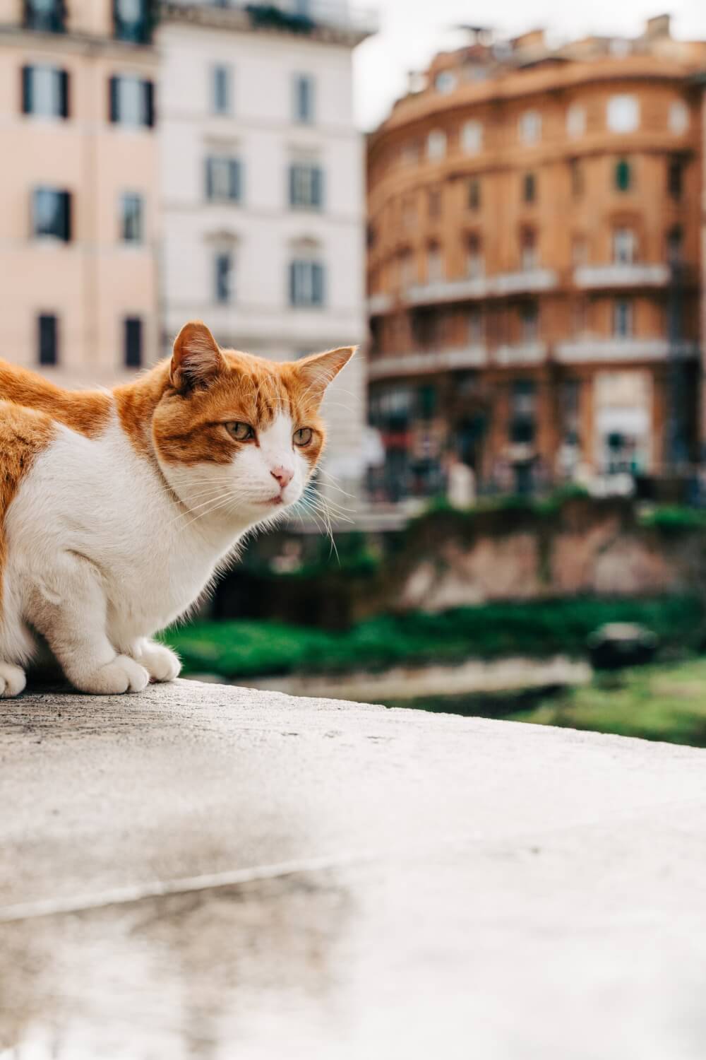 Orange and white cat sitting on concrete with buildings in the background.