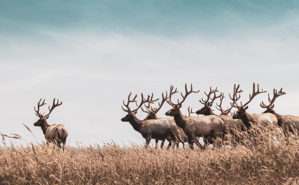 A group of deer in a golden field. 