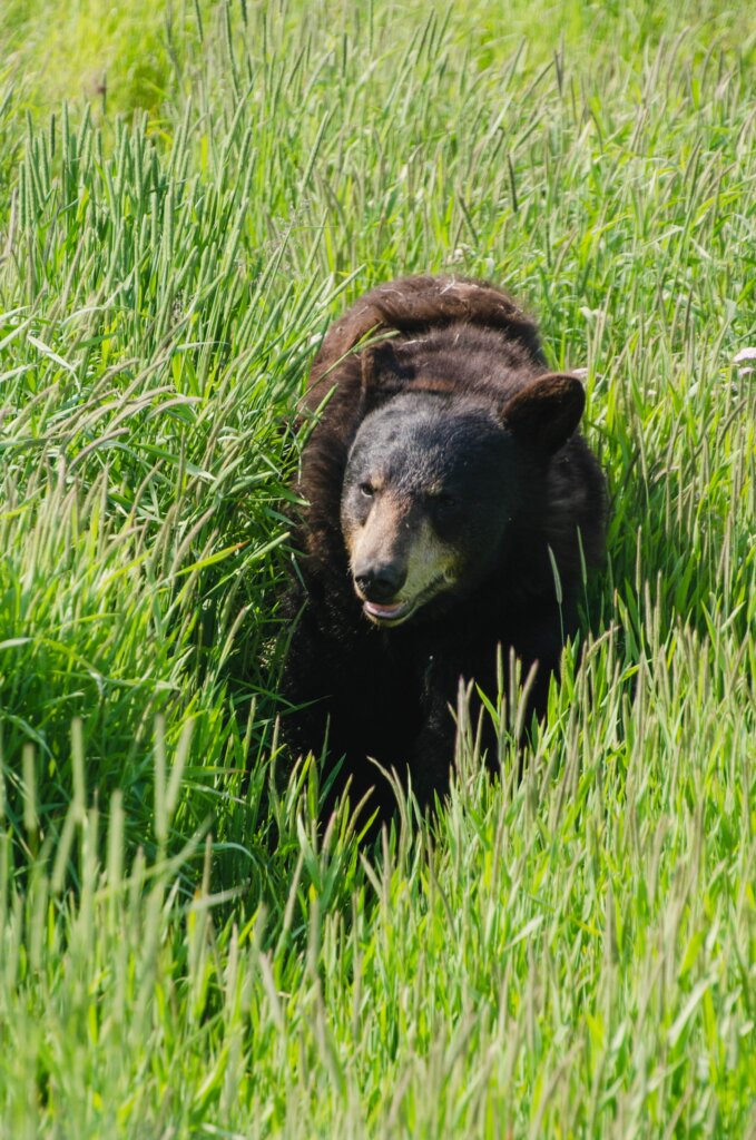 A grizzly bear walking through tall grass on a sunny day with what could be interpreted as a smile. 