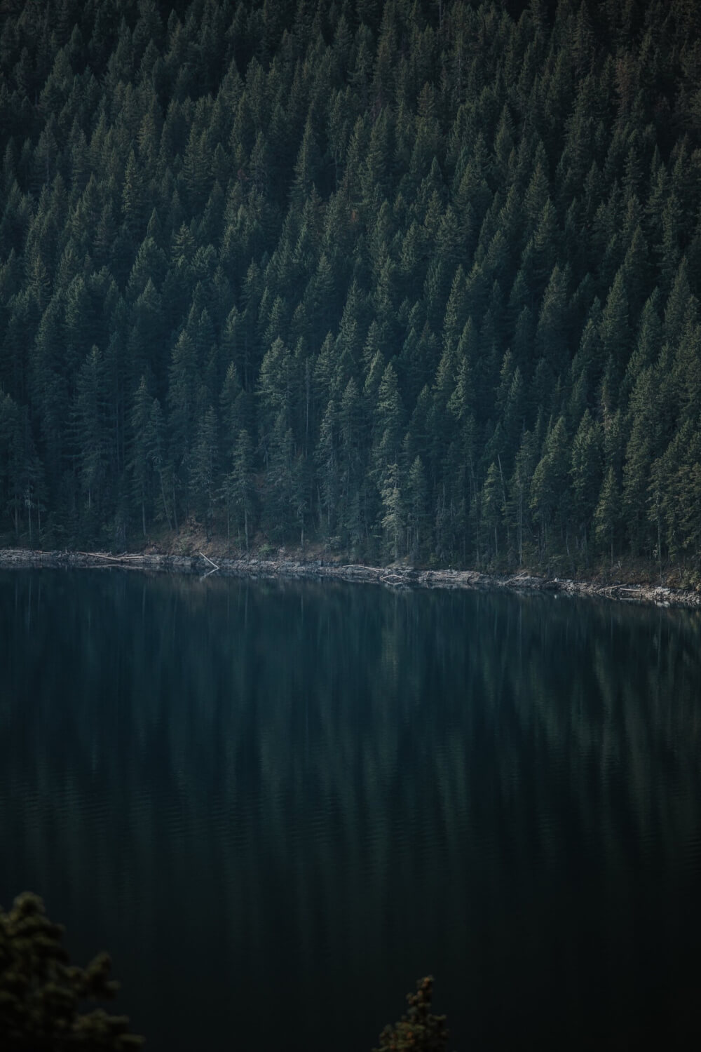 A view of Washington's dense forest across a placid lake. The ample pine trees and water make it the ideal habitat for Sasquatch.