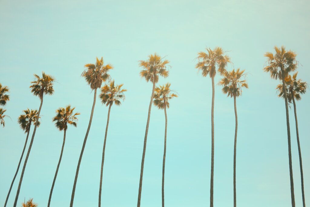 A line of palm trees on a sunny California day. 