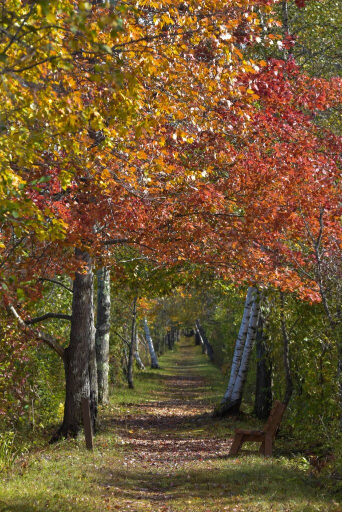 A resplendent autumn Upstate forest landscape with a bench. 