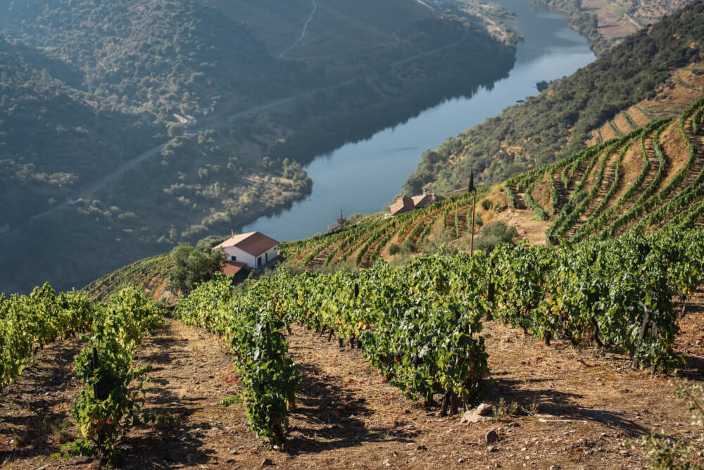 A vineyard in Porto on a hillside near a river