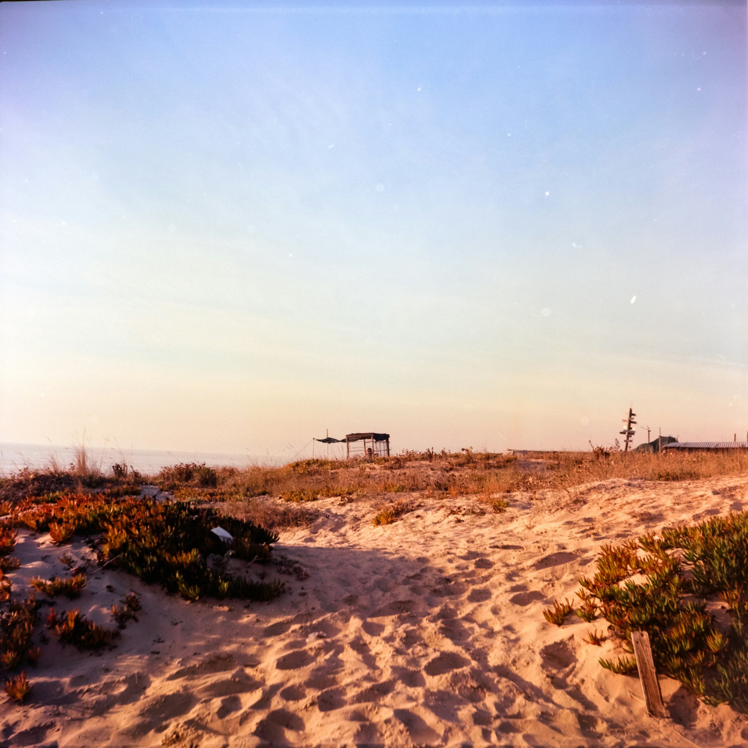 A beach with small bushes and grasses growing