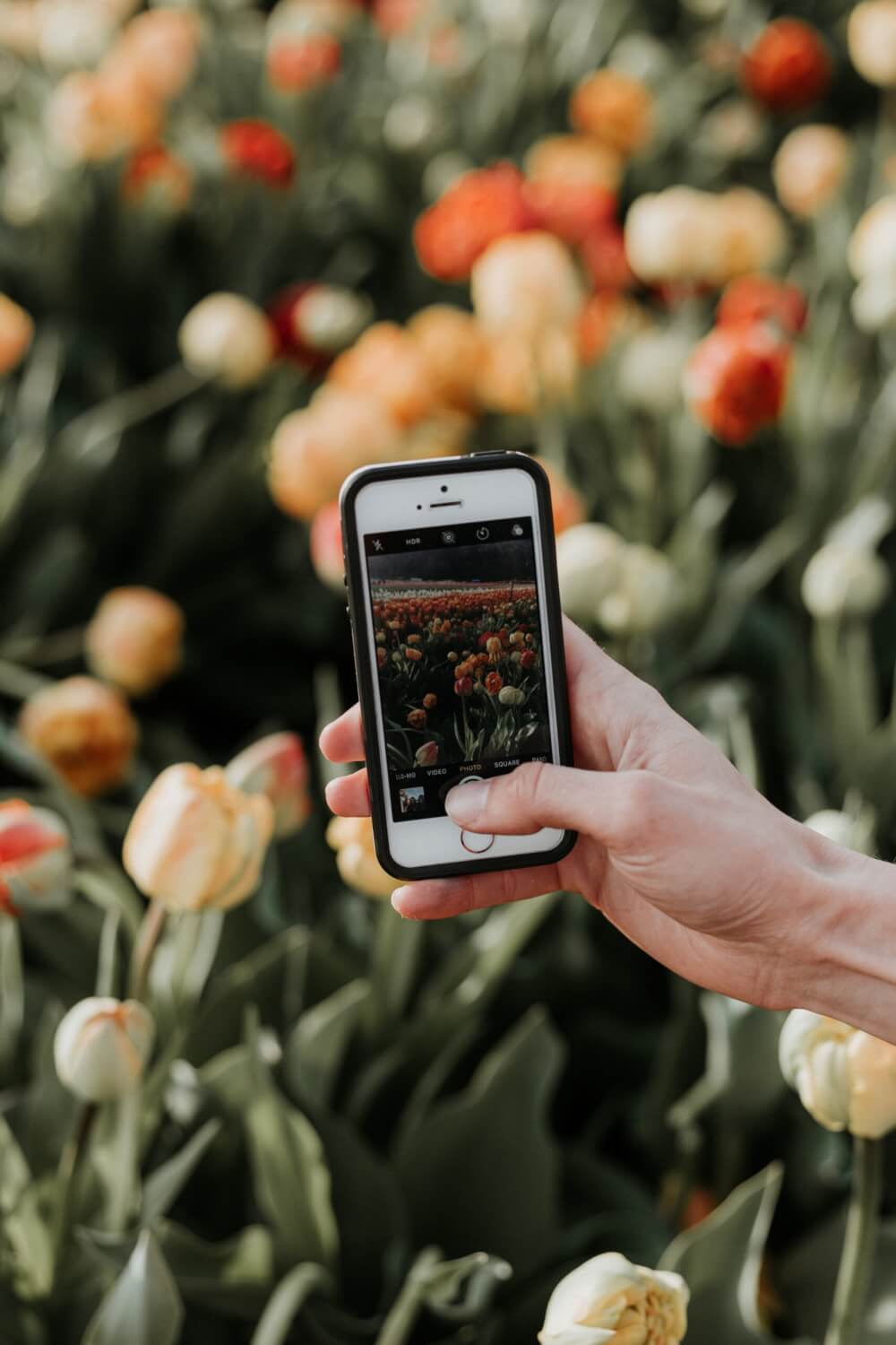 iPhone taking a photo of tulips