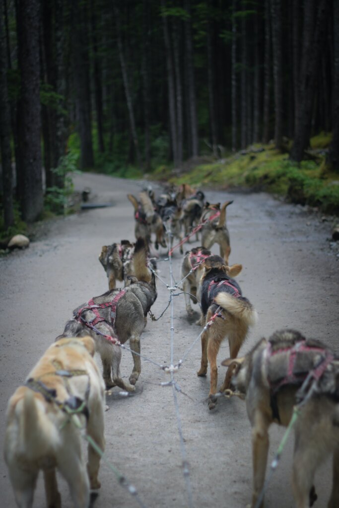 Two ranks of of dogs pulling a sled on a road through a forest. 