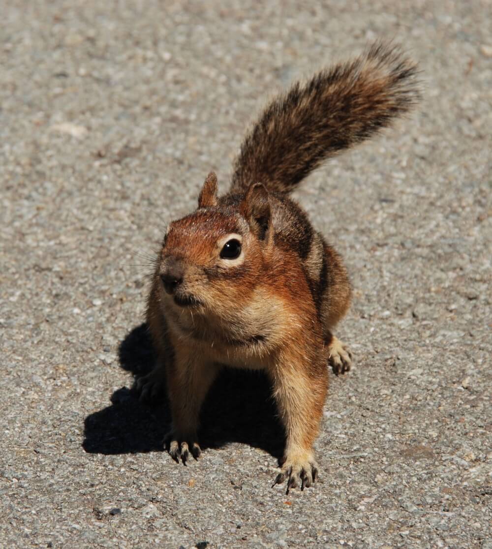 A squirrel standing on pavement, looking for a safe way to cross a busy street!