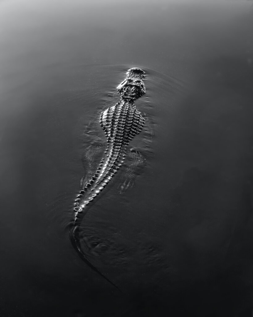 An alligator swimming, half-submerged. 