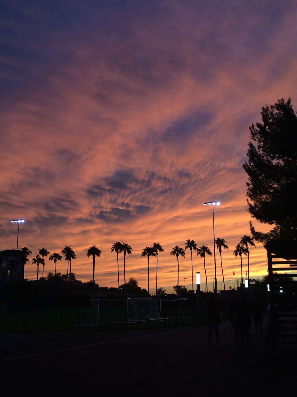 A view of the Phoenix sky at dusk, with streetlights and palm trees and a convergence of lurid clouds. 