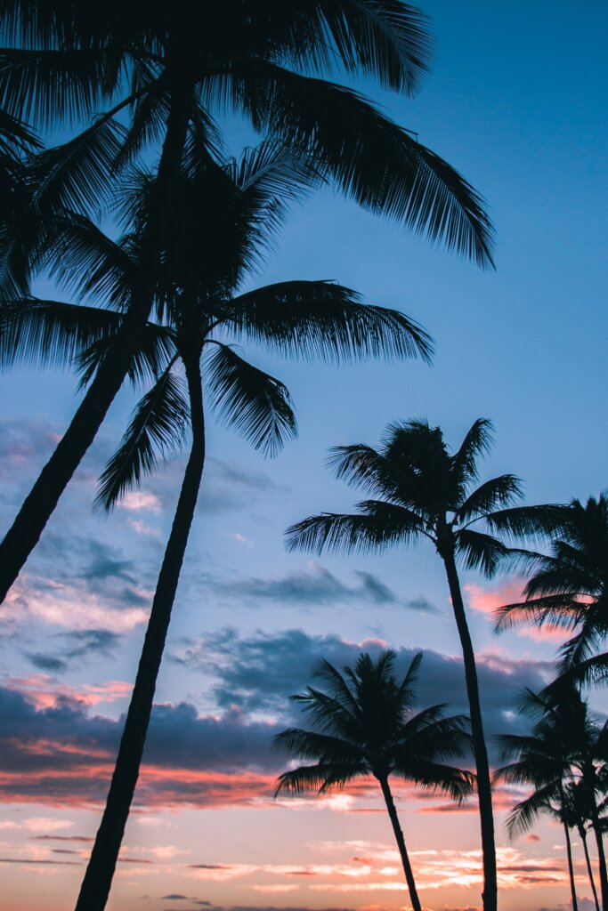  Palme Silhouetten vor einem schönen bunten Sonnenuntergang