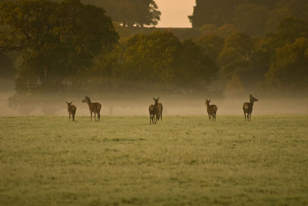 tourist attractions near windsor uk