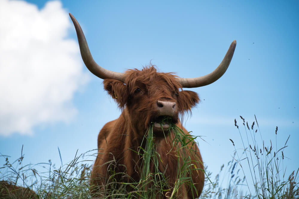 scottish tourism video